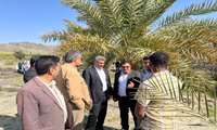 روز مزرعه استانی سرخرطومی حنایی خرما با هدف  آشنایی نخلستان داران با پیامدهای مخرب آلودگی نخلستان ها در شهرستان منوجان برگزار شد